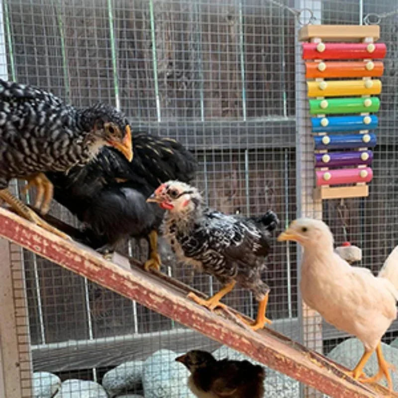 Colorful Bird Xylophone Toy Parrots Chicken Toys Bird Cage Toy Accessories