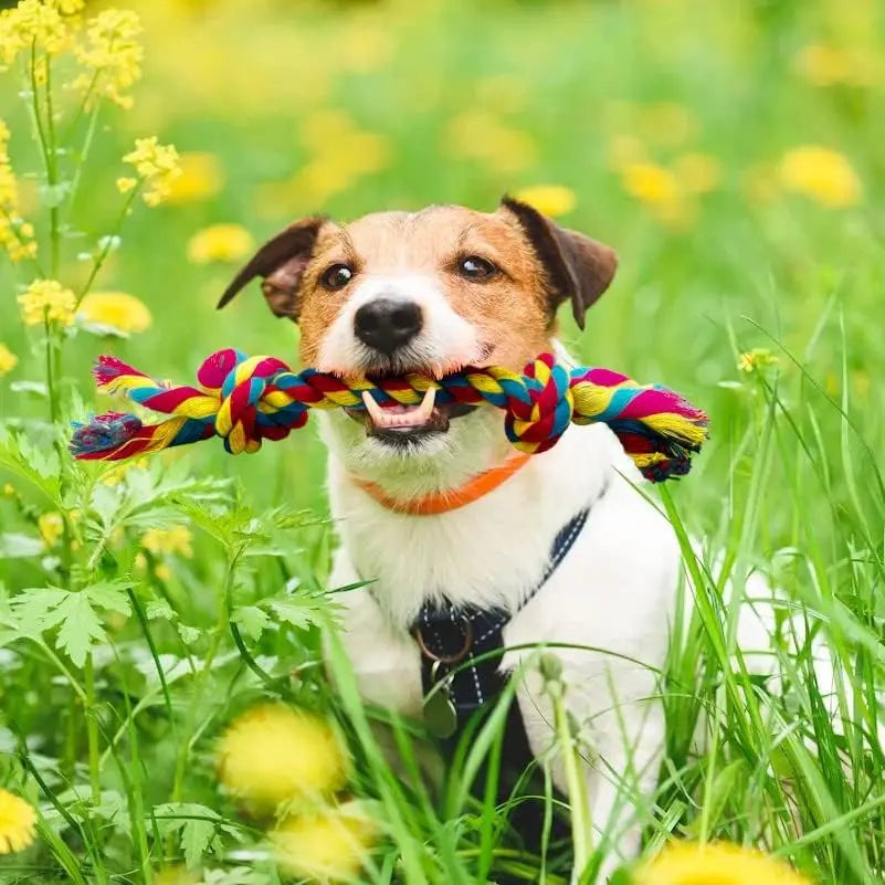 Interactive Tug of War Dog Toy, Braided Cotton Rope for Pulling & Chewing, Bonding Fun with Your Pet